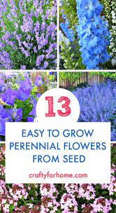 to grow perennial flower from seed