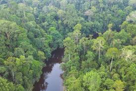 The country has established a number of parks and reserves that protect about eight percent of the congo. Tropical Rainforest Biome Location Temperature Precipitation Plants And Animals Conserve Energy Future