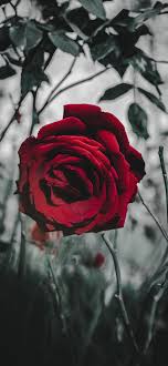 iphone rose wallpaper 076