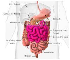 small intestine anatomy concise