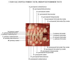 Tooth Numbers Diagram Diagrams Of How Primary And Permanent