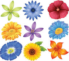 colourful flower drawing png vector