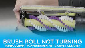powerbrush pet carpet cleaner