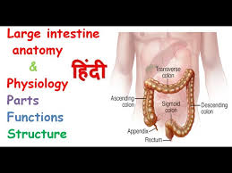 large intestine anatomy physiology in