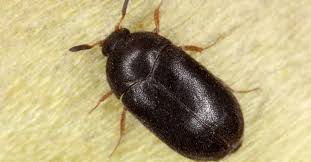 carpet beetle vs bed bug what are the