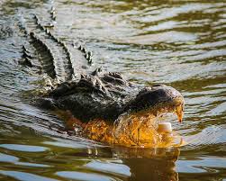 What Is The Difference Between An Alligator and A Crocodile? | Bayou Swamp  Tours