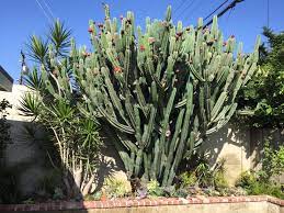 If you do use a container, use one that's 15 to a 24 in diameter, and at least 10+ deep, fitted with a climbing pole. Gardening Thar Be Dragon Fruit Cactus Growing Fast And Looming Large Orange County Register