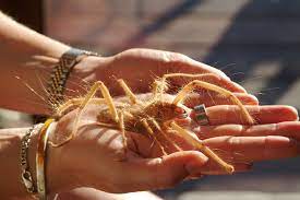 The story also goes that camel spiders inject humans with it and chew big bites out of them, but the. Camel Spider Ege S Spider Portal