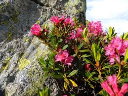 Rhododendron ferrugineum - Wikipedia