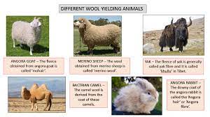 pictures of diffe wool yielding s