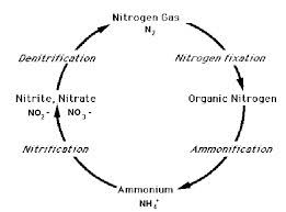 Flowchart Diagram For Oxygen Cycle Carbon Cycle And