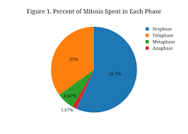 Figure 1 Percent Of Mitosis Spent In Each Phase Pie Made
