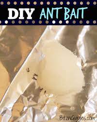 diy ant bait