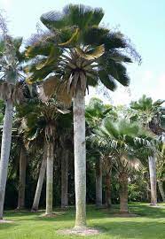 Port St Lucie Florida Whole Palms