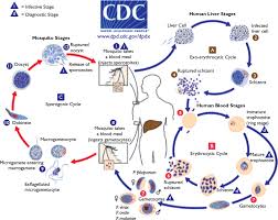 Le cycle parasitaire plasmodium dans le corps humain, cela se produit le cycle de vie du paludisme varie en phase de schizon selon les espèces deplasmodium, soit 48. Paludisme Et Vih Quelles Interactions Revue Medicale Suisse