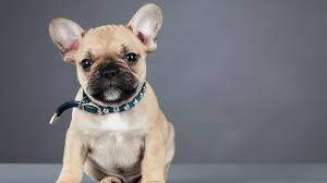 .french bulldog and great dane are one of the most expensive dog breeds to insure on. 11 Facts About French Bulldogs Mental Floss