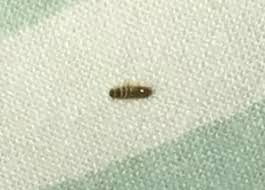 worm on bed a carpet beetle larva or