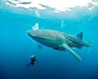 Can a whale shark bite a human?