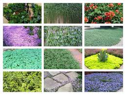 12 Ground Covers That Provide Year