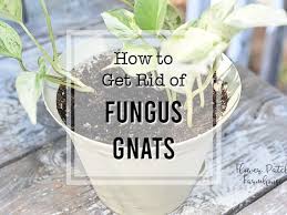 How To Get Rid Of Fungus Gnats Safely