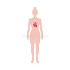 A hormone is a chemical substance secreted by an organ that travels by way of body fluids to affect another see a picture of wrinkles and learn more about the health topic. Woman Body Diagram Stock Illustrations 2 074 Woman Body Diagram Stock Illustrations Vectors Clipart Dreamstime