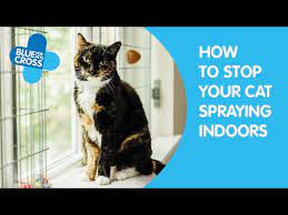 how to stop your cat spraying indoors