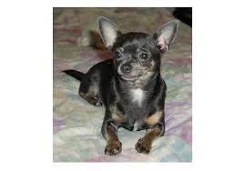 what s good and bad about chihuahua dogs
