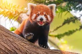 A red panda adorably tries to intimidate a rock. Best 30 Red Panda Fun On 9gag