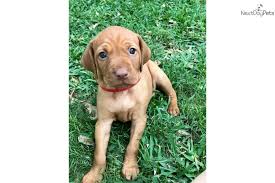 Xtra point kennels vizsla puppies out of xtra point ruger and tulsi. Red Boy Vizsla Puppy For Sale Near Houston Texas F8a8e53f F401