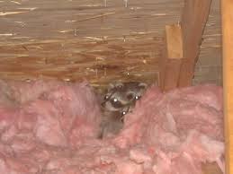 If you see them in your neighborhood if components of your central air conditioning system are in the attic, have them checked before you power up this spring. How To Know If A Raccoon Has Babies Skedaddle