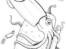 Free download 37 best quality giant squid coloring page at getdrawings. Giant Squid Coloring Pages Learny Kids