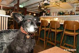 dog friendly the melusine restaurant