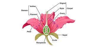 the structure and functions of sepals
