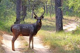 Sambar Deer Wikipedia