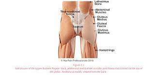 Gluteus maximus muscle, gluteus medius erector spinae (back muscles). Upper Buttock Pain Sacro Illiac Joint Area Pain