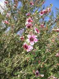 Anche le forme dei fiori sono molto varie, dal fiore semplice tipo rosa canina alla coppa aperta, dalla semidoppia alla rosetta divisa in quarti. Piante Australiane Dalla Terra Dei Canguri Passione In Verde