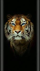black tiger black tiger hd phone