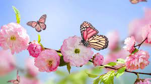 1366 X 768 Butterfly Wallpapers - Top ...