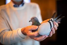 belgian pigeon bought for 1 9 million