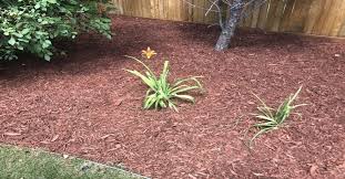 Mulch Guide Types Pro Tips And Where