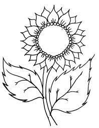 Kanvas lukis sketsa bunga matahari mewarnai ukuran 20x15cm siap pakai. 30 Contoh Gambar Bunga Matahari Sketsa Bunga Cari Gambar Keren Hd