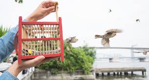 Image result for phnom penh street vendor with bird cages