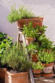 Outdoor Patio Plants Ideas