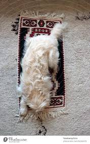 small white dog on his small berber rug