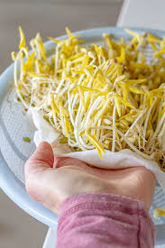 grow your own mung bean sprouts at home
