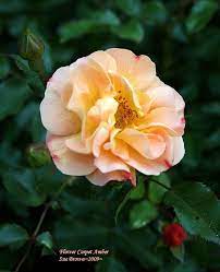 shrub rose groundcover rose flower