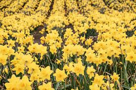 la conner daffodil festival warm 106 9