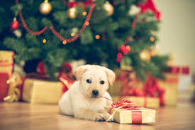 Be the best Santa Paws for your pet this holiday season - For Pets Sake