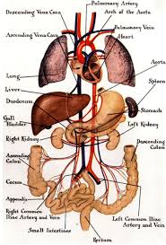 Left Side Human Body Organs Anatomy Chart Organs Location