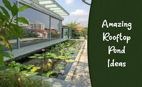 10 best rooftop pond ideas for your home